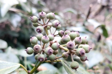 小陇山植物之科普—常春藤