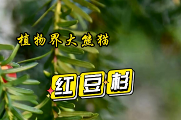 小陇山植物之科普—红豆杉
