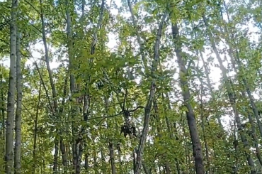 小陇山植物之科普—麻栎